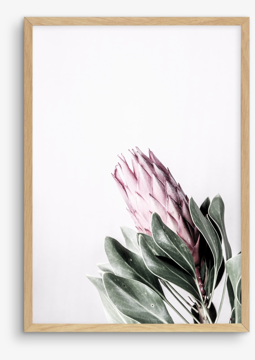 Petite Protea Petite Protea - Sugarbushes, transparent png download
