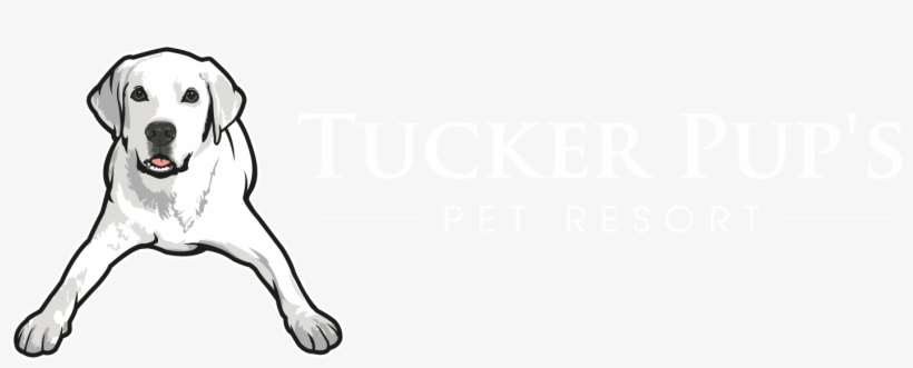 Tucker Pup's Pet Resort - Sarah Tucker: Windowsill Girl Cd, transparent png download
