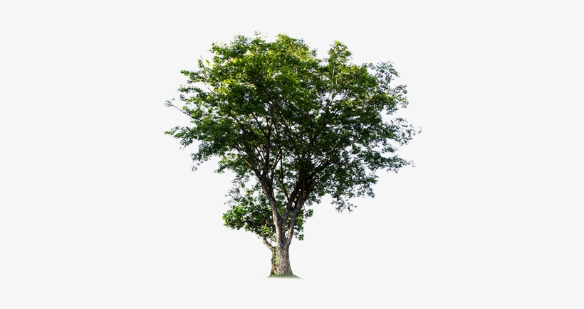 The Fsc Guarantees That The Wood Based Products Purchased - Trees Png File, transparent png download