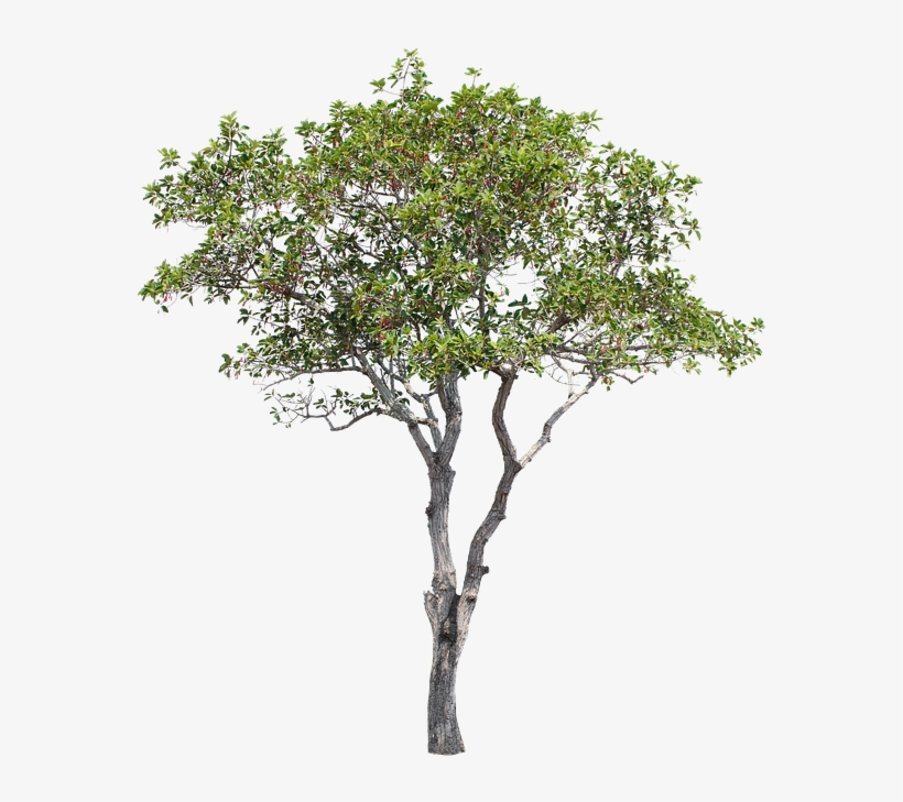 Tree Green Isolated Garden Forest Decoration Tree Transparent Png 720x720 Free Download On Nicepng