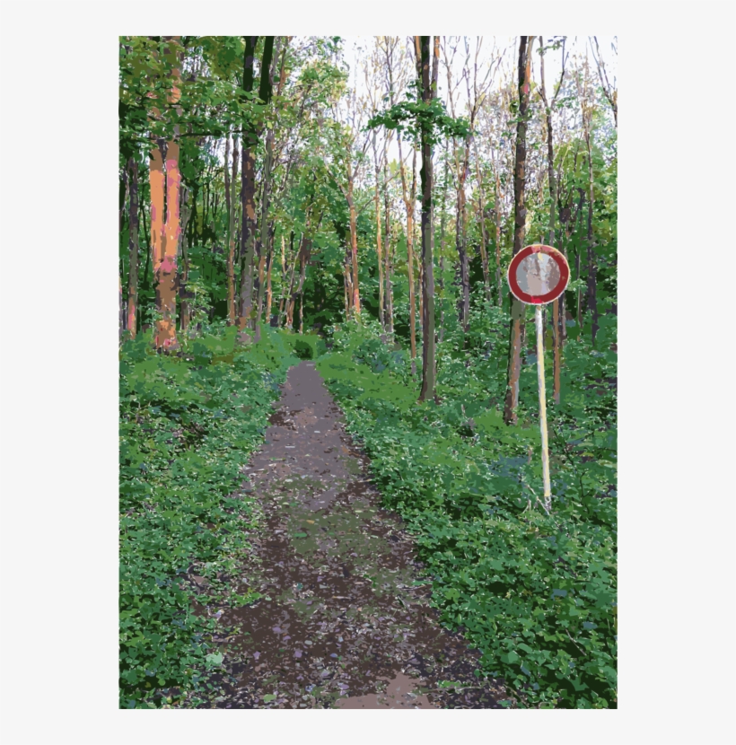 Vegetation Temperate Broadleaf And Mixed Forest Tree, transparent png download