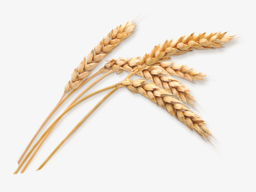 Wheat Stalk Png Download - Wheat Png, transparent png download