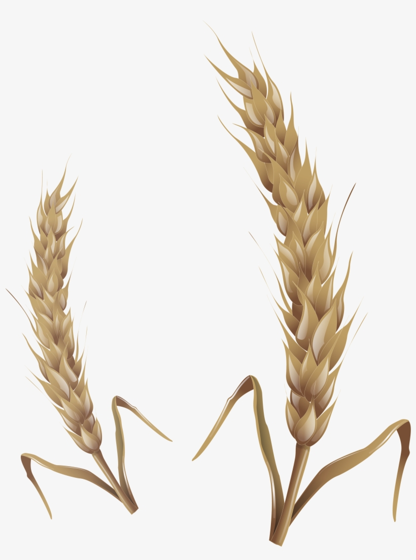 Wheat Stalks - Wheat, transparent png download