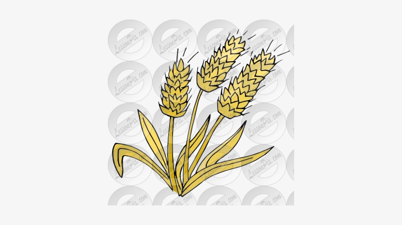 Wheat Clipart Yellow - Drawing, transparent png download