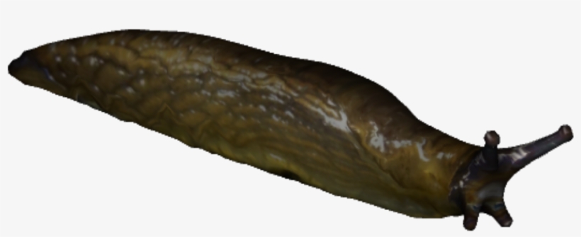 Slug - Slug Png, transparent png download