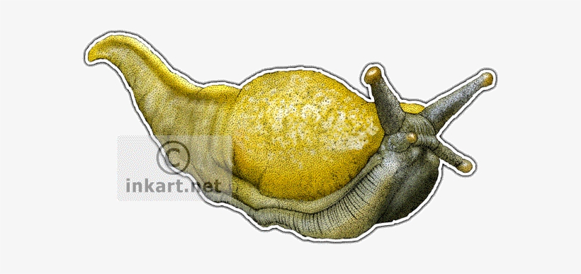 Banana Slug Decal - Banana Slug Rectangle Magnet Transparent PNG