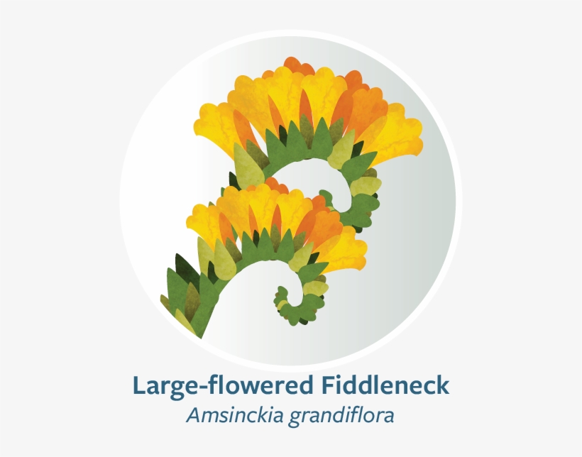 Buckwheat Web Button - African Daisy, transparent png download