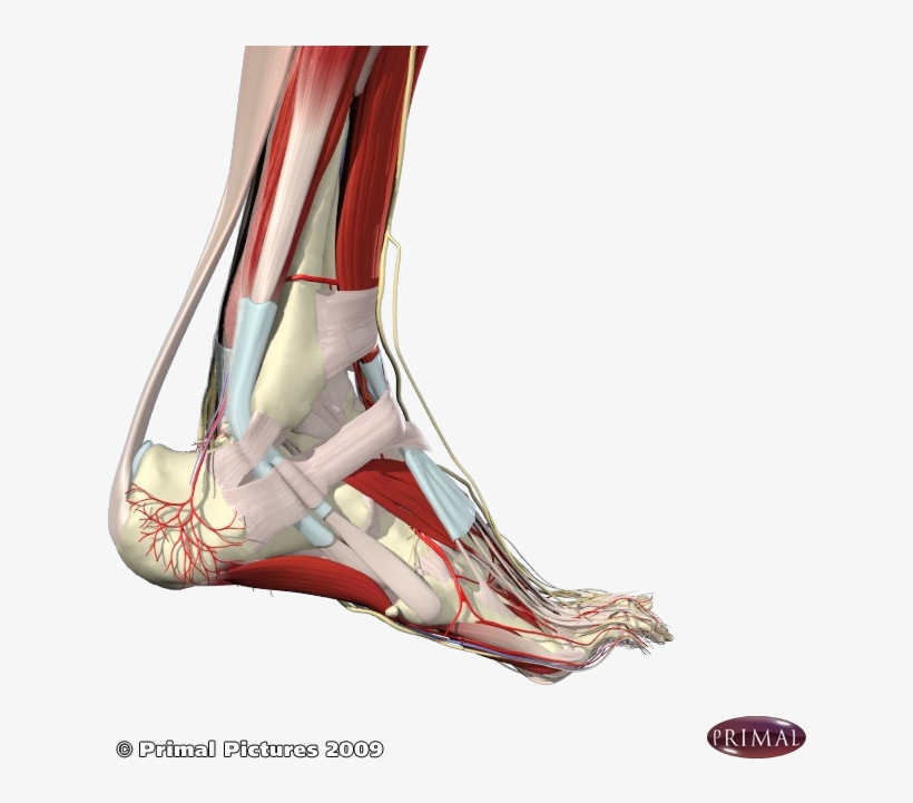 Achilles Tendon Outer Ankle - Pedicure, transparent png download