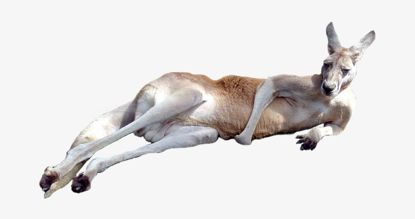 Kangaroo Png, transparent png download