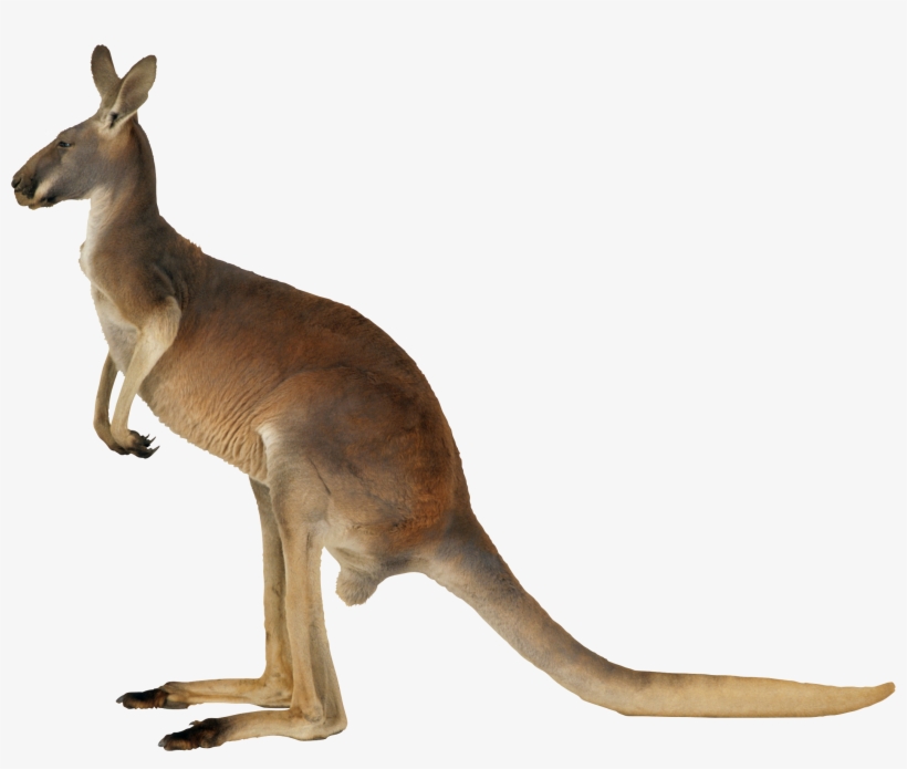 Kangaroo Png, transparent png download