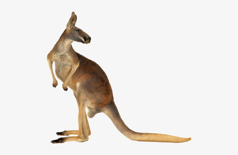 Clip Royalty Free Stock Forgetmenot Kangaroos - Amazing Book Of Mammal Records: The Largest, The Smallest,, transparent png download