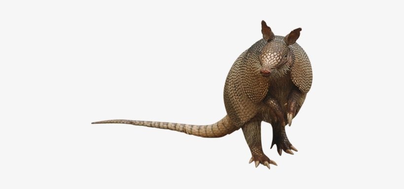 This Cutout Photo Of An Armadillo Raised Up On His - Armadillo On Hind Legs, transparent png download