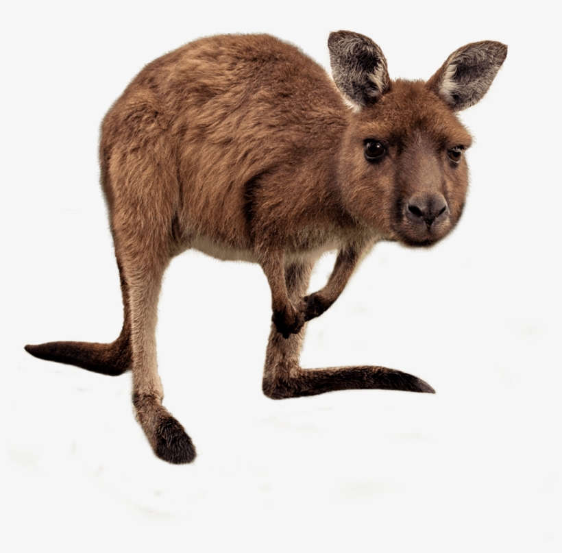 Kangaroo - Wallaby, transparent png download
