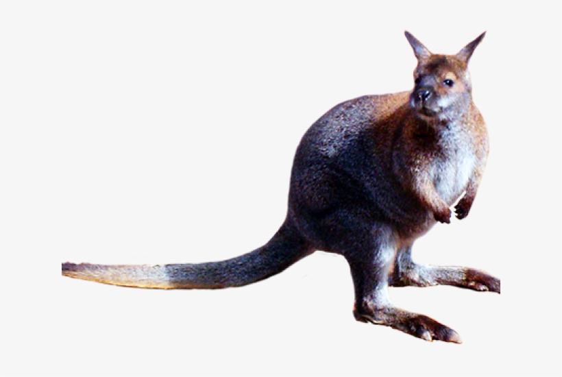 Kangaroo, transparent png download