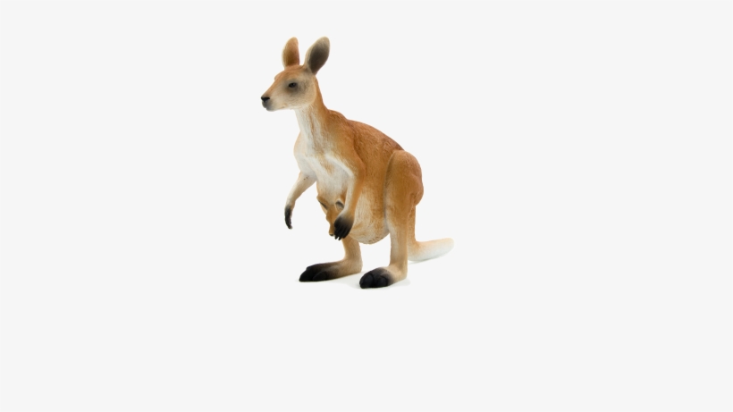 Kangaroo Png, transparent png download