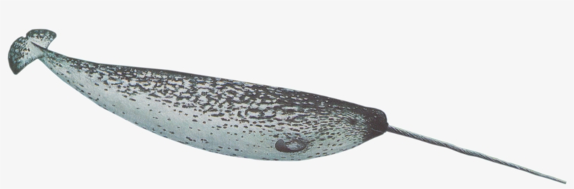Narwhal Png, transparent png download