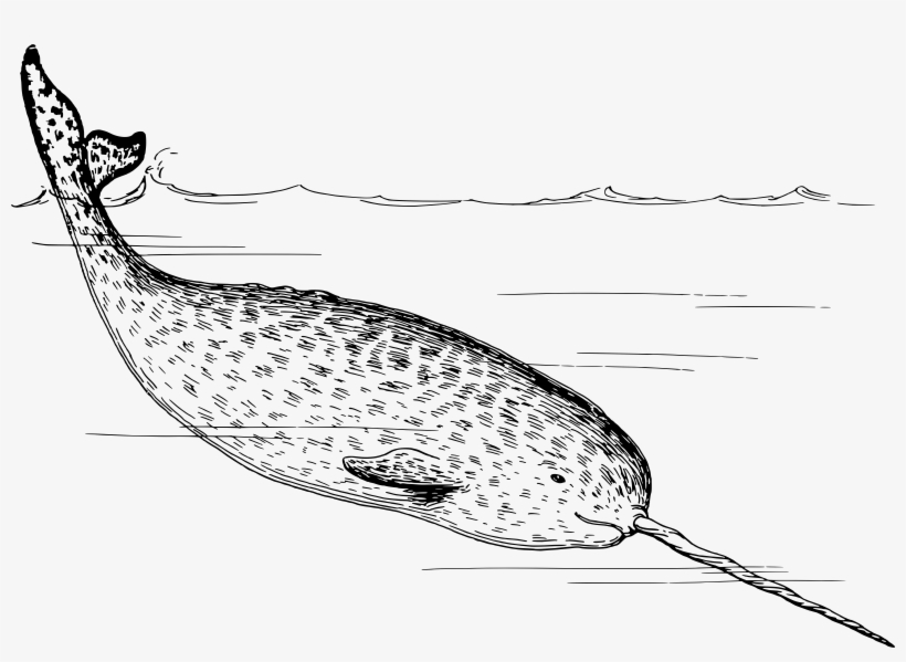 Narwhal Png, transparent png download