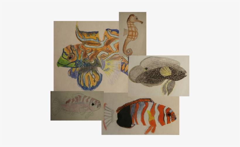 Here Are Some Examples Of Fish That I Have Drawn - Marine Biology, transparent png download