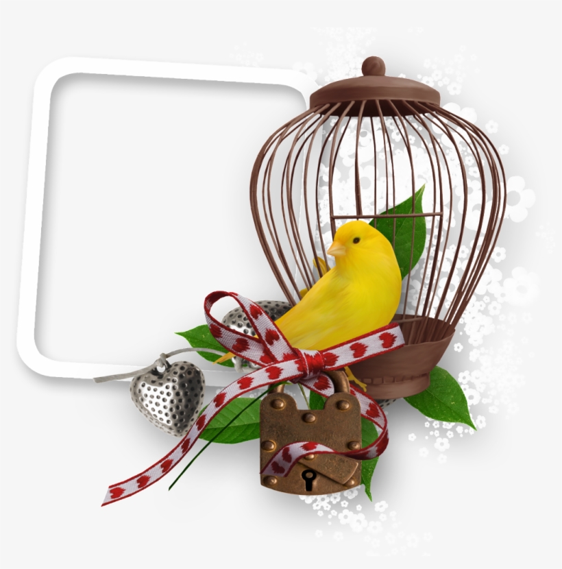 A Moldura Da Gaiola - Bird, transparent png download