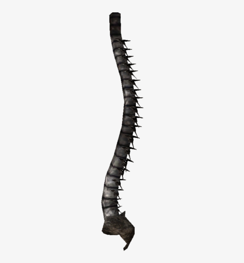 Your Spine - Spine Png File, transparent png download