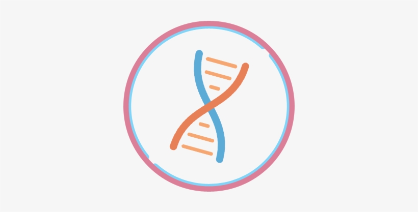 Chromosome Dna Testing - Chromosome Icon, transparent png download