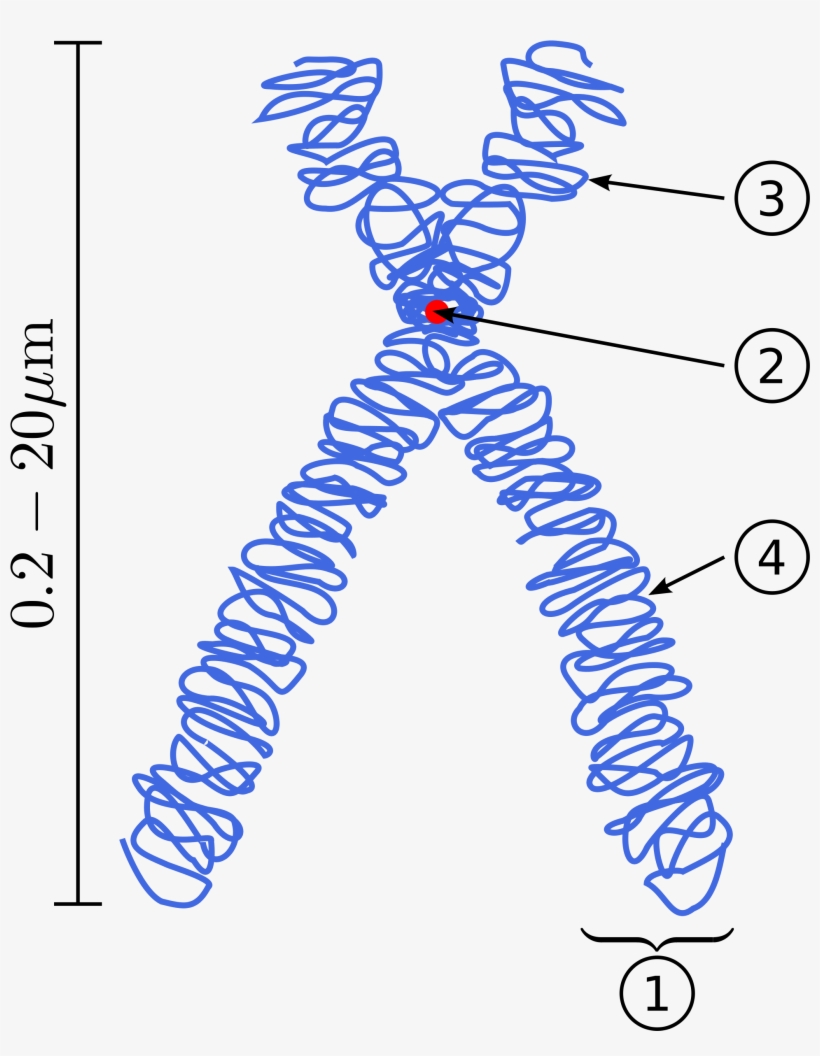 Open - Chromatin In A Chromosome, transparent png download