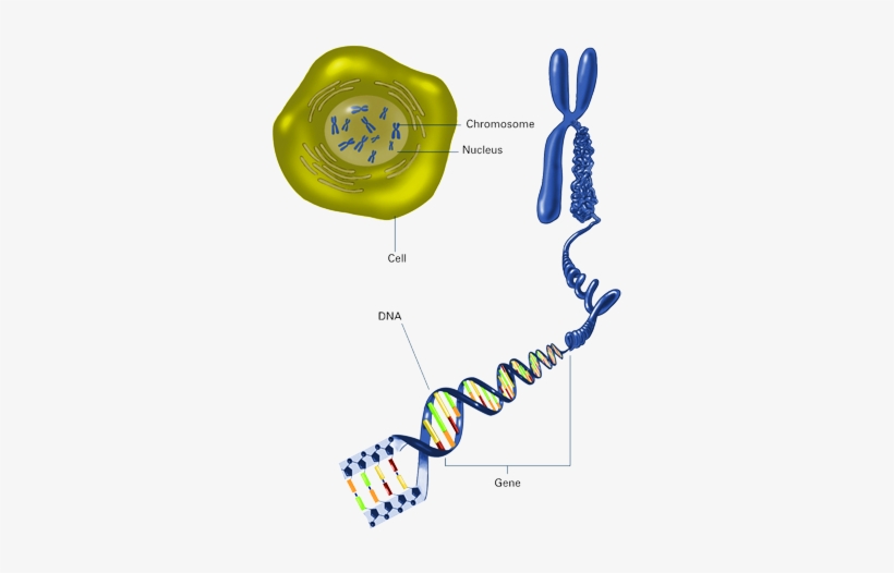 Cells Contain Chromosomes - Chromosomes And Genes, transparent png download
