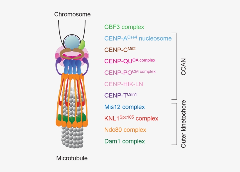 The Kinetochore - - Kinetochore, transparent png download