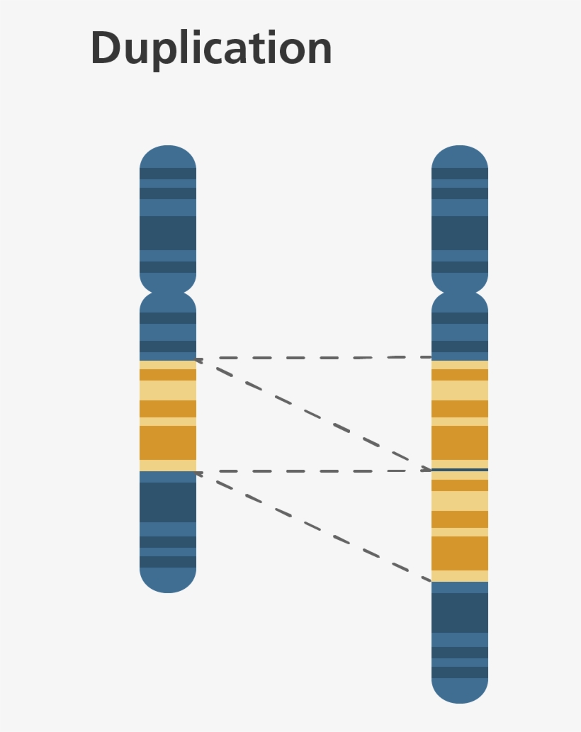 Structural Abnormalities - Chromosome Duplication, transparent png download