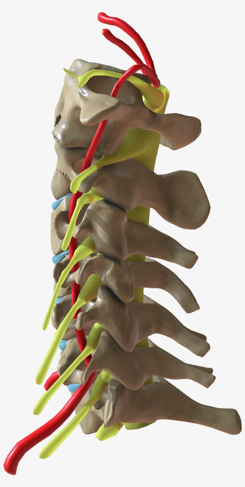 Cervical Spine Side View - Wikimedia Commons, transparent png download