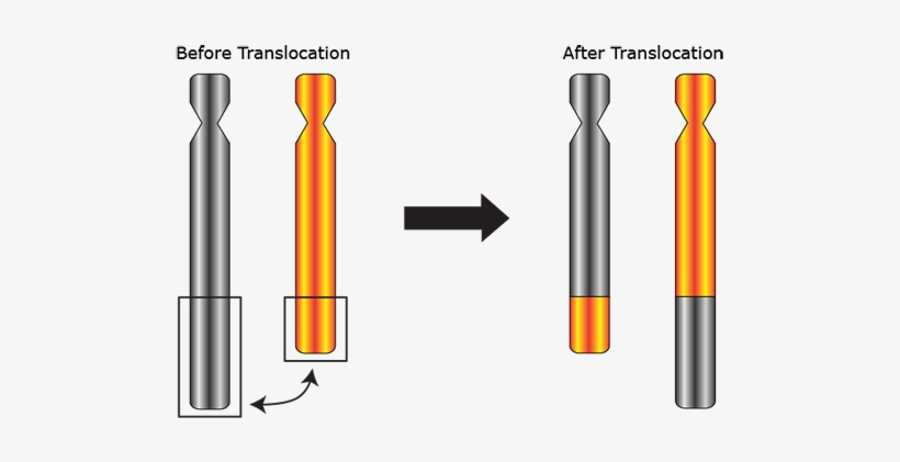 A Reciprocal Translocation Means That Two Chromosomes - Chromosomal Translocation, transparent png download
