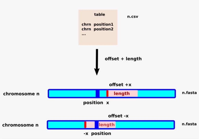 Chromosome, transparent png download