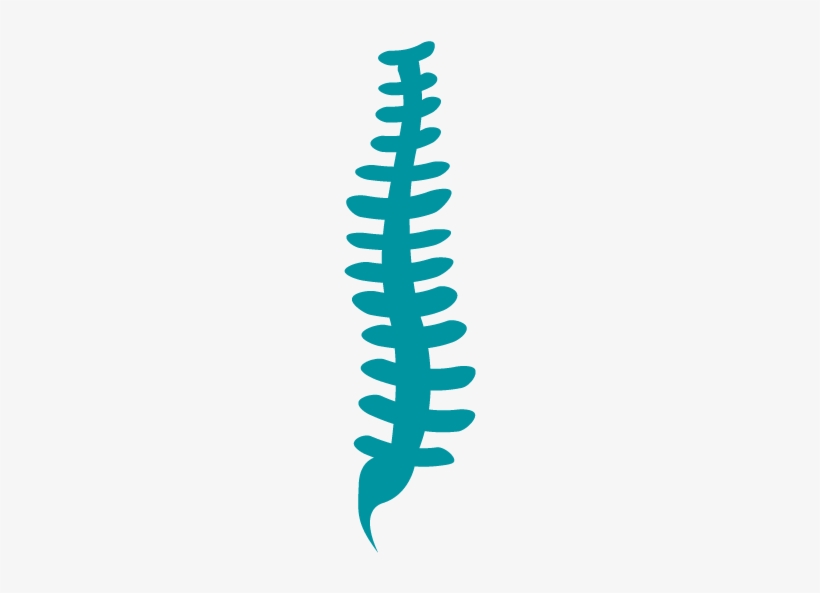 Chiropractic Spine Png - Musculoskeletal Clipart, transparent png download
