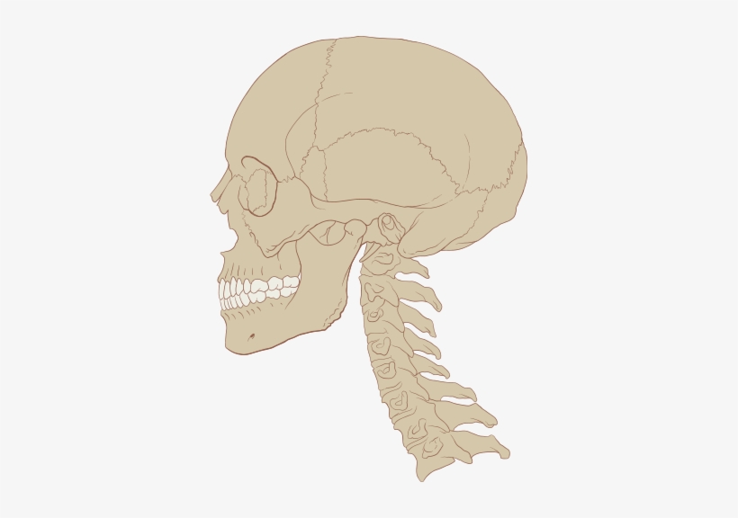 Skull Human And Cervical Spine - Human Skull And Spine, transparent png download