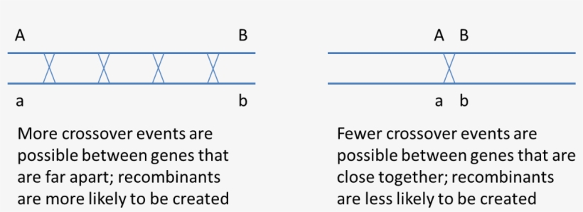 It May Be Surprising To Realize That Two Genes On The - Boveri–sutton Chromosome Theory, transparent png download