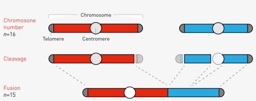 Fusing Yeast Chromosomes - Chromosome, transparent png download