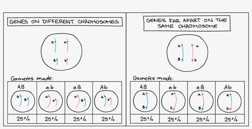 Genetics, transparent png download