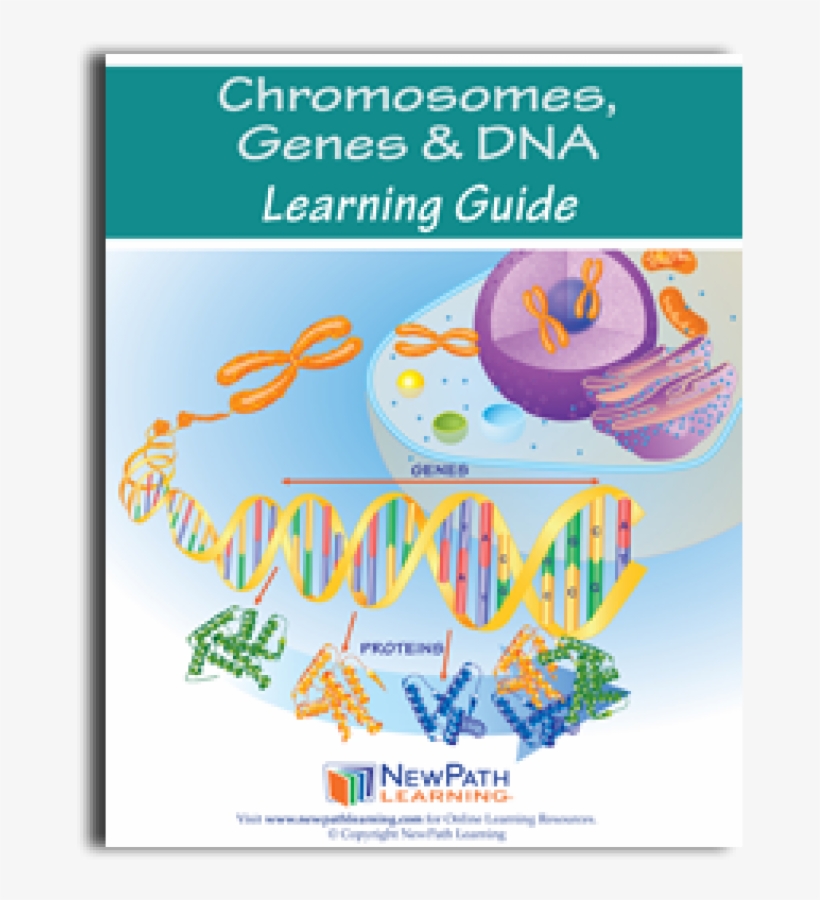 Chromosomes, Genes & Dna Science Learning Guide, transparent png download