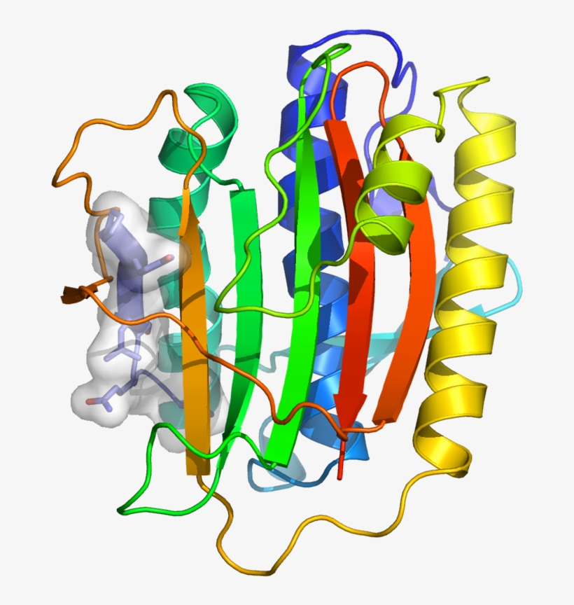 Structure Of C - The Chromosome, transparent png download