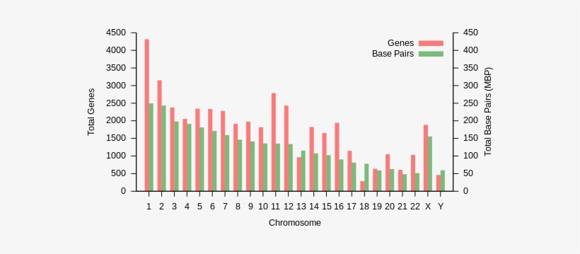 Chromosome, Genes, Total Base Pairs, % Of Bases, Sequenced - Chromosome Size, transparent png download