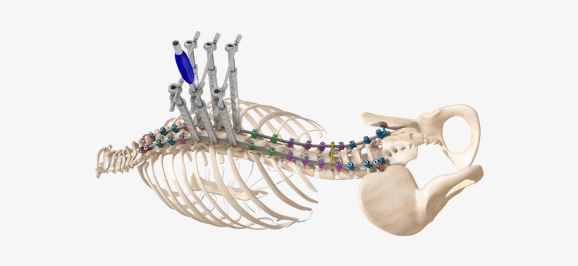 Vertebral Column, transparent png download