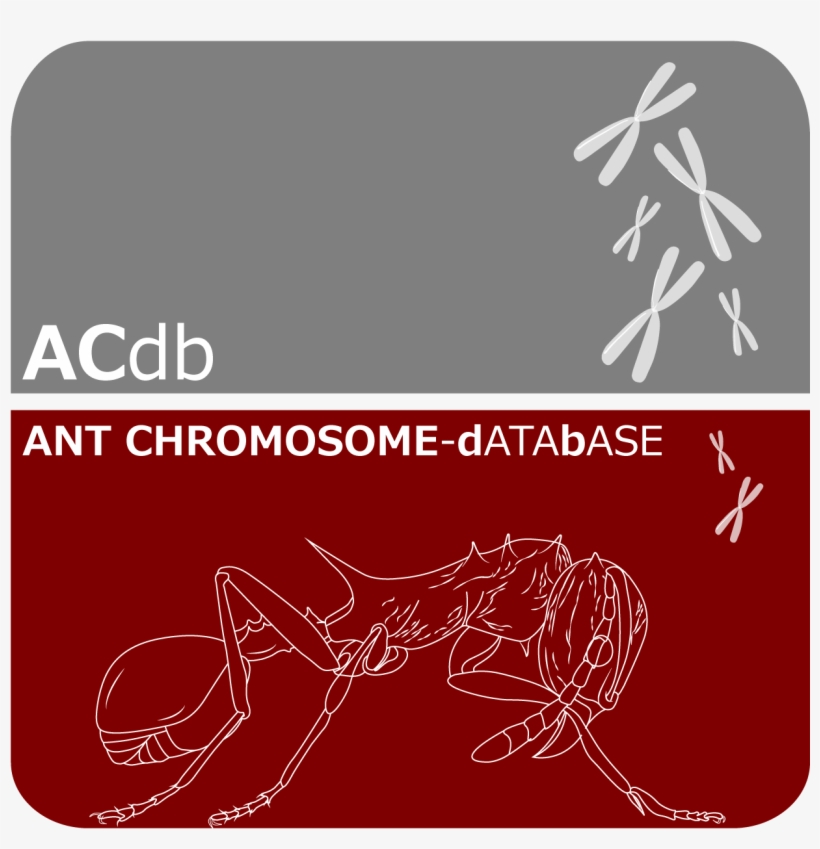 Graphic Design, transparent png download