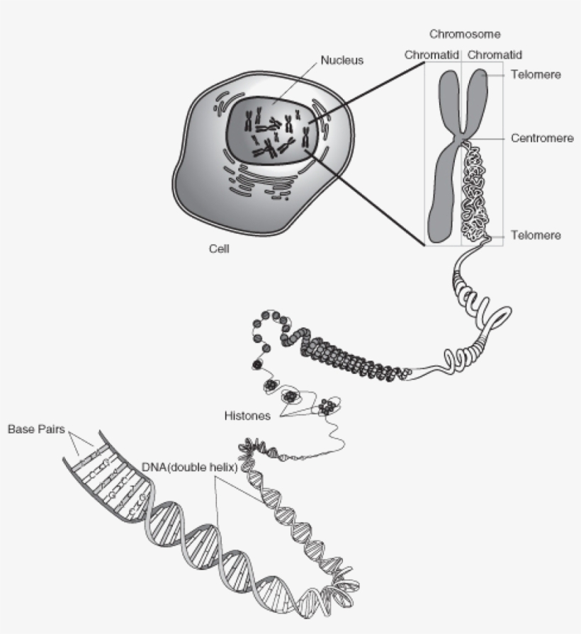 Dna Molecule Chromosome, transparent png download