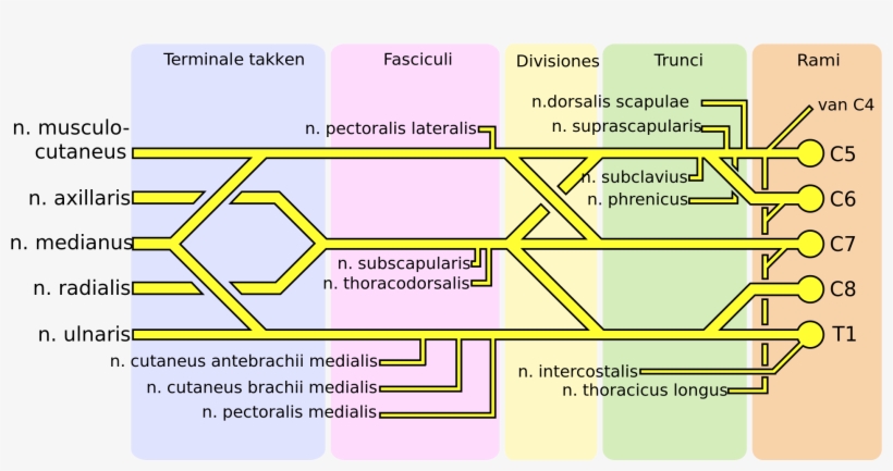 Open - Plexus Brachialis, transparent png download