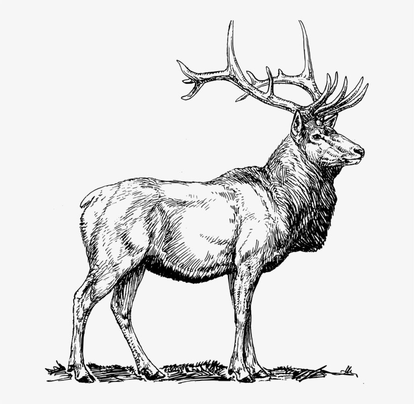 Bull Head Google Search Diy Ideas Pinterest - Elk Clip Art, transparent png download