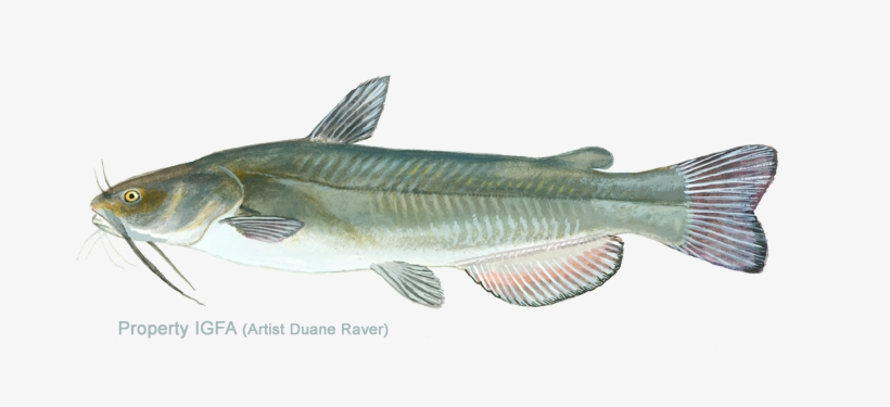 Bullhead, Yellow - King Mackerel, transparent png download