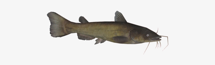 File - Blackbullheadthom - Cat Fish, transparent png download