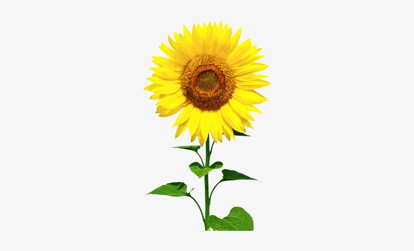 Sunflower Oil - Properties - Limits - Sunflower Oil Benefit Skin, transparent png download