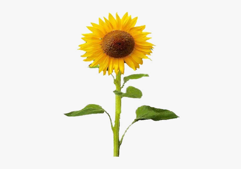 Agrícola - Sunflower Plant, transparent png download