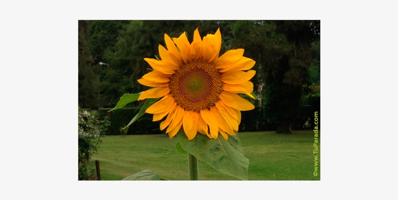 Postcard, transparent png download